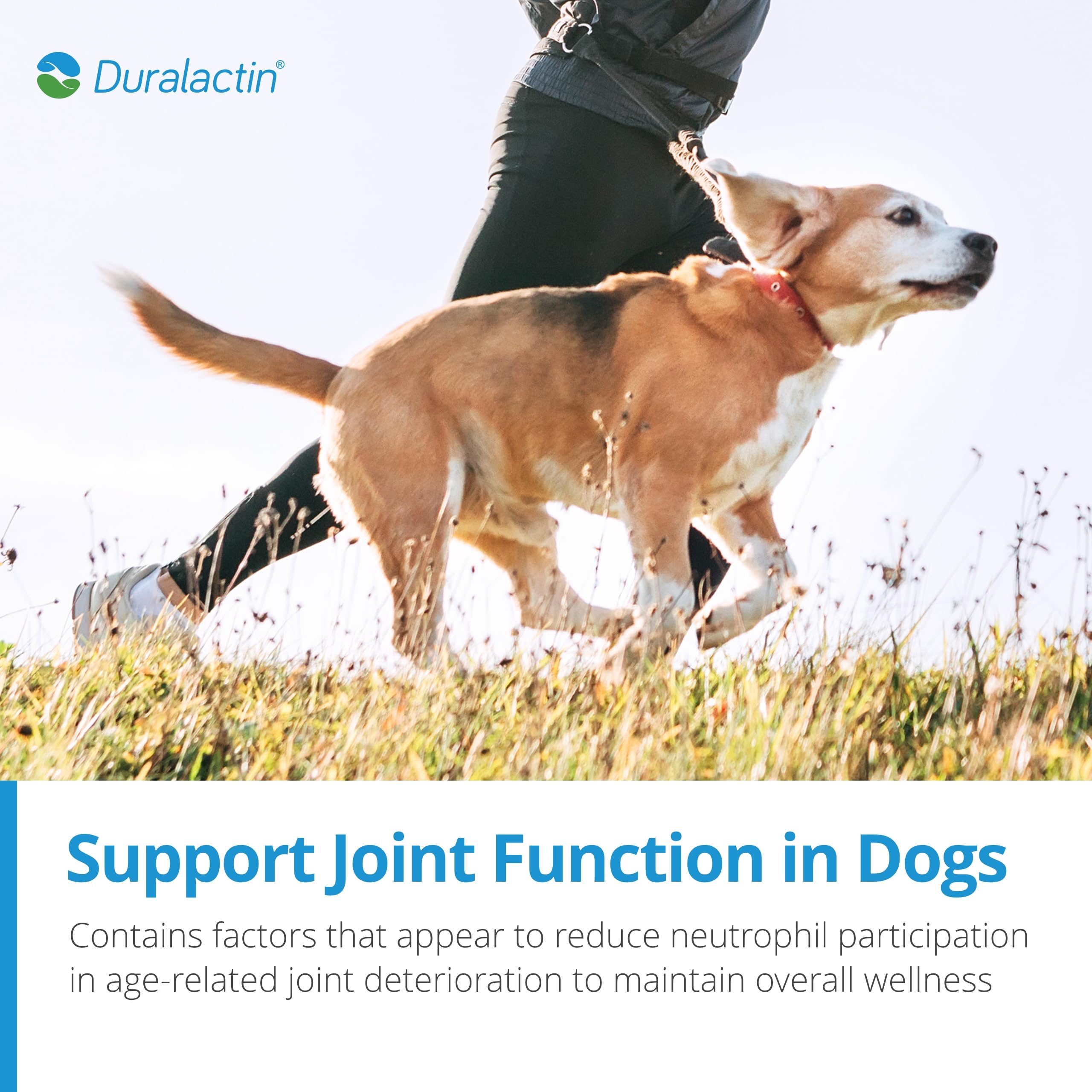 Routine de soins animaux avec PRN Duralactin pour articulations