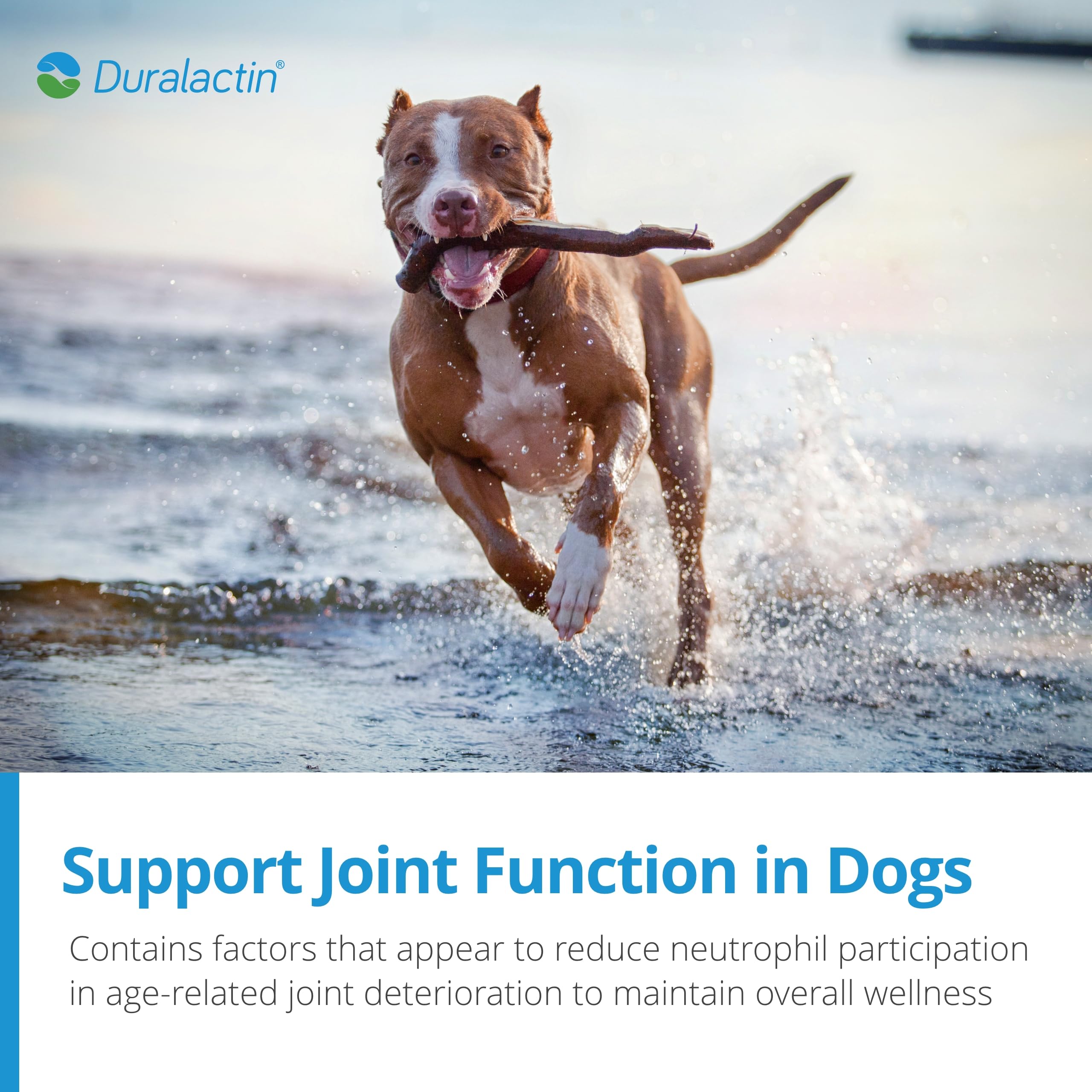 PRN Duralactin Articulations: soutien potentiel des mouvements des chiens actifs.