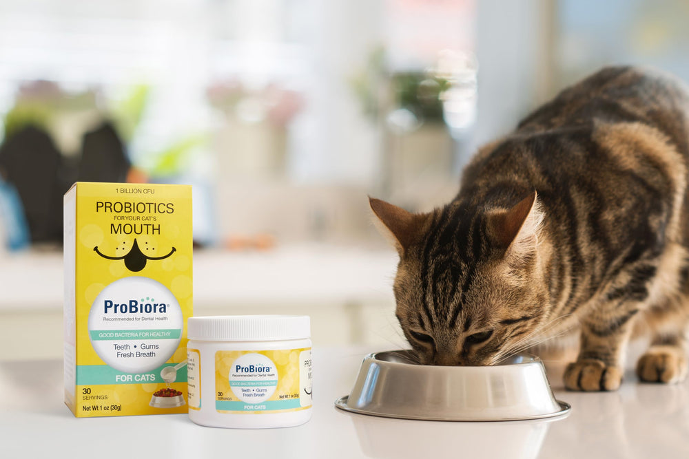 Probiora pour chats: haleine plus fraîche grâce à une utilisation quotidienne.