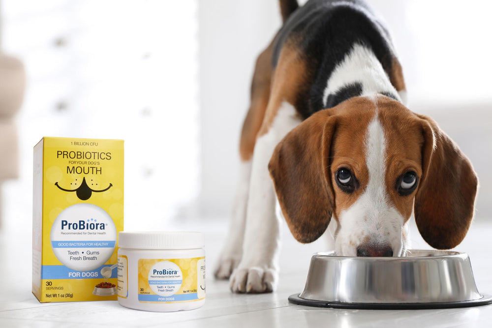 Probiora pour chiens: cuillère-mesure prête à utiliser