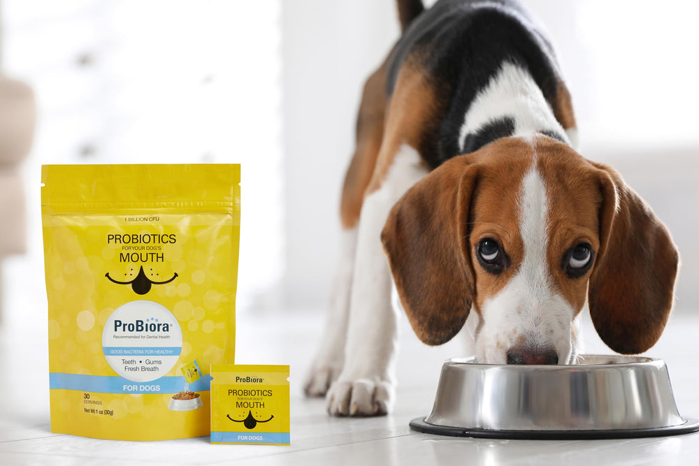 Probiora pour chiens – sourire et dents plus propres après utilisation.