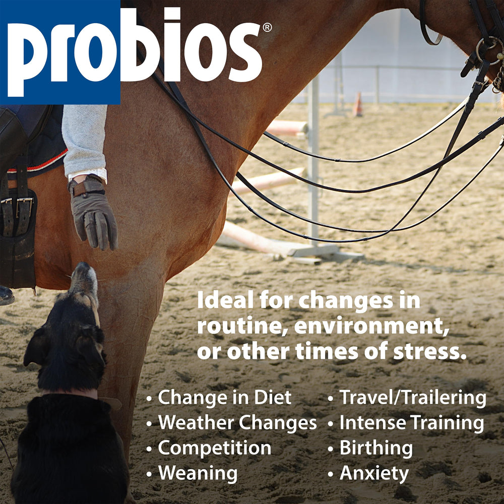 Probios pour chevaux – bouchée affichant 150 millions CFU et diversité microbienne.