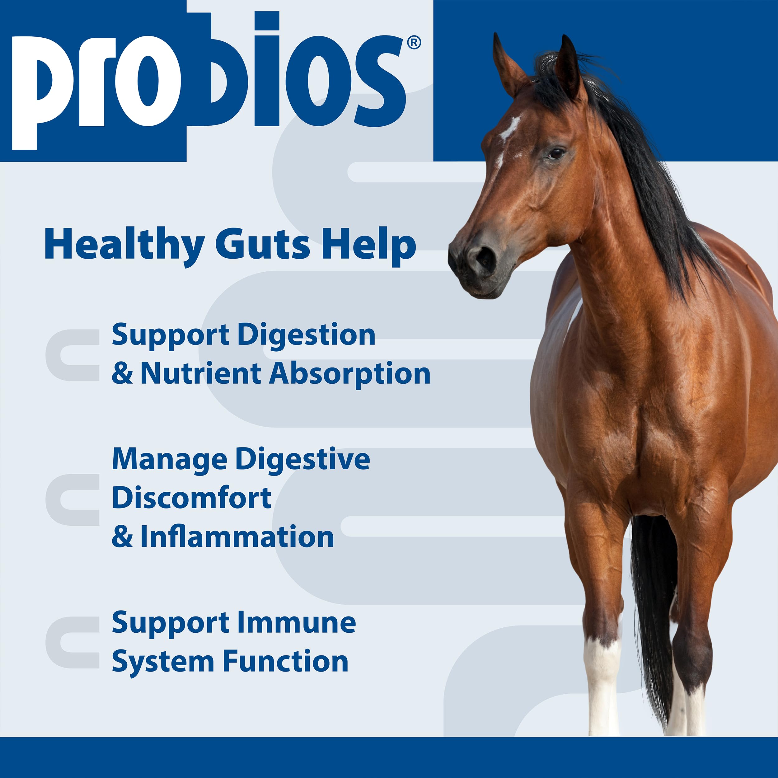 Probios pour chevaux – bouchées pomme dans la main, administration facile.