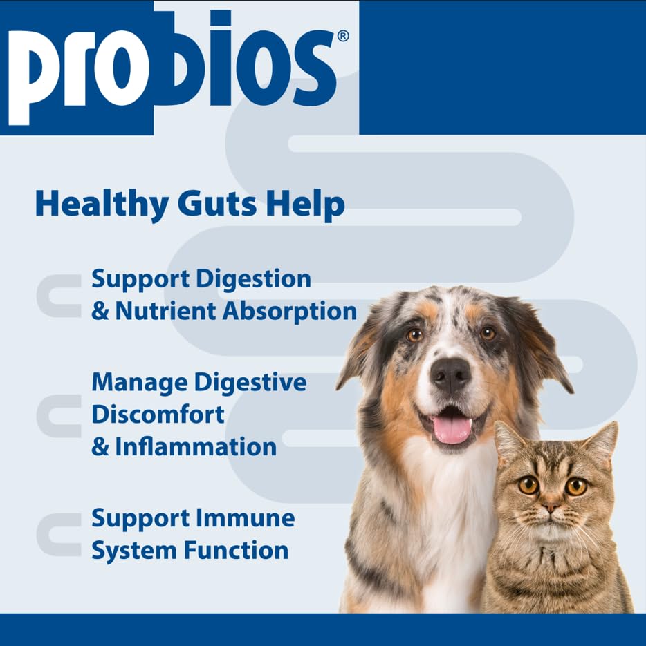 Application du gel Probios Probiocin dans la bouche de l’animal.