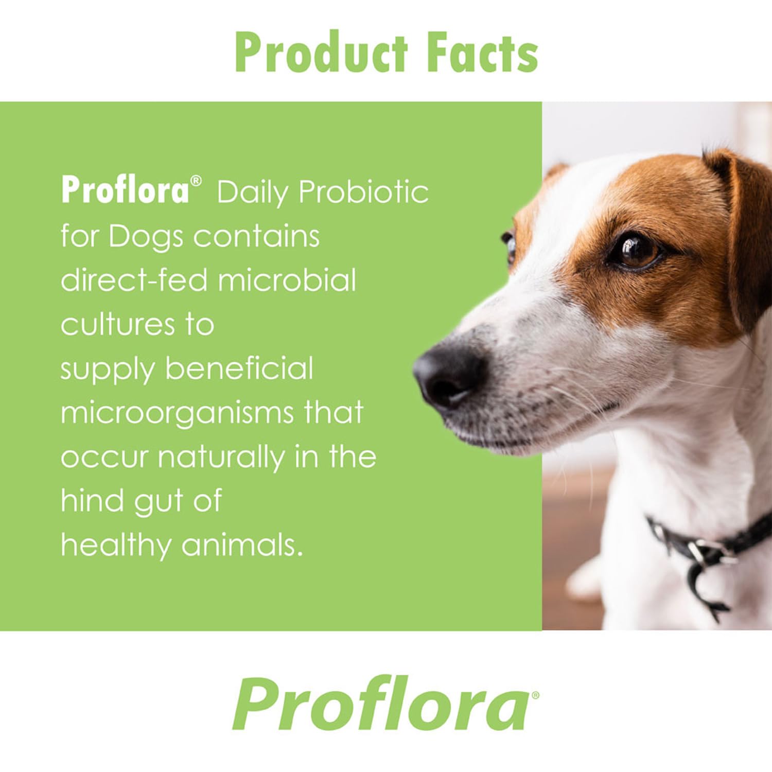 Illustration évoquant l’équilibre digestif grâce à Proflora pour chien.
