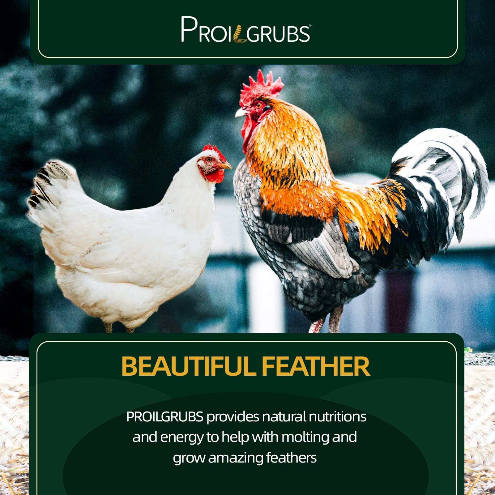PROILGRUBS: teneur élevée en protéines pour poules grâce aux larves BSFL.