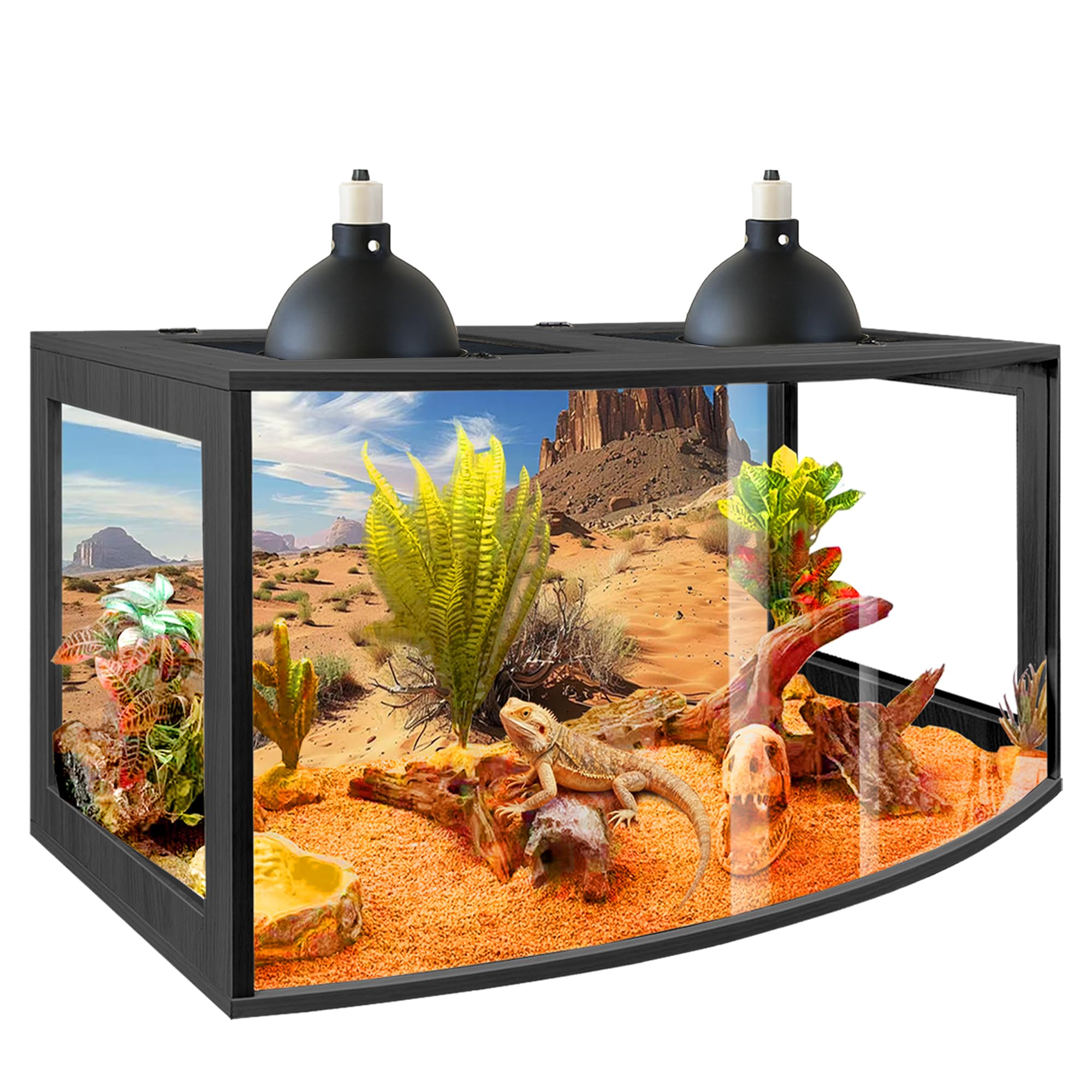 PROLEE terrarium dragon-barbu: avant-courbe pour vue large et réduction des reflets.