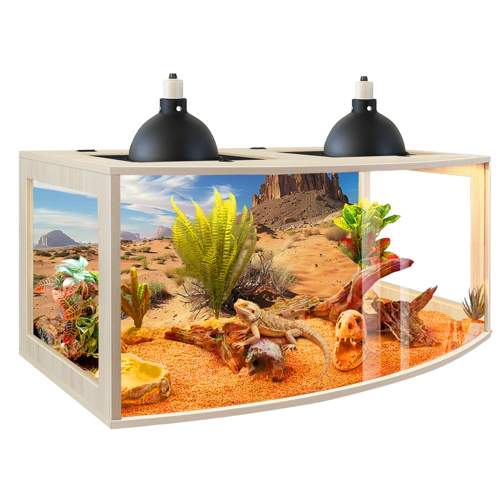 PROLEE Dragon Barbu: vue frontale courbe pour observation claire du reptile