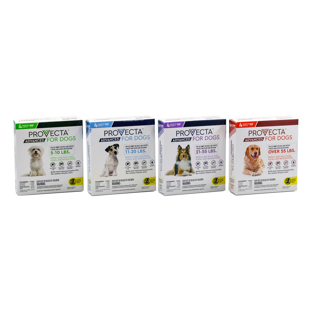 Provecta Advanced — chien de grande taille en promenade quotidienne