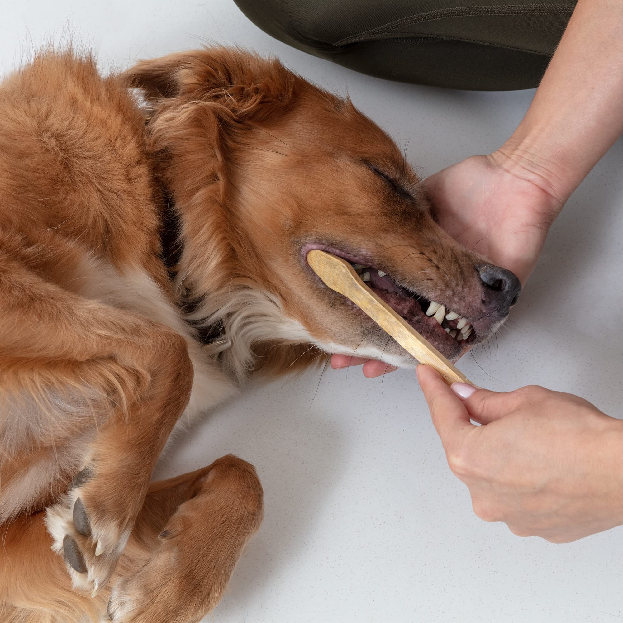 Brosse Prymal Pets avec tête petite; accessibilité facile pour les zones difficiles.
