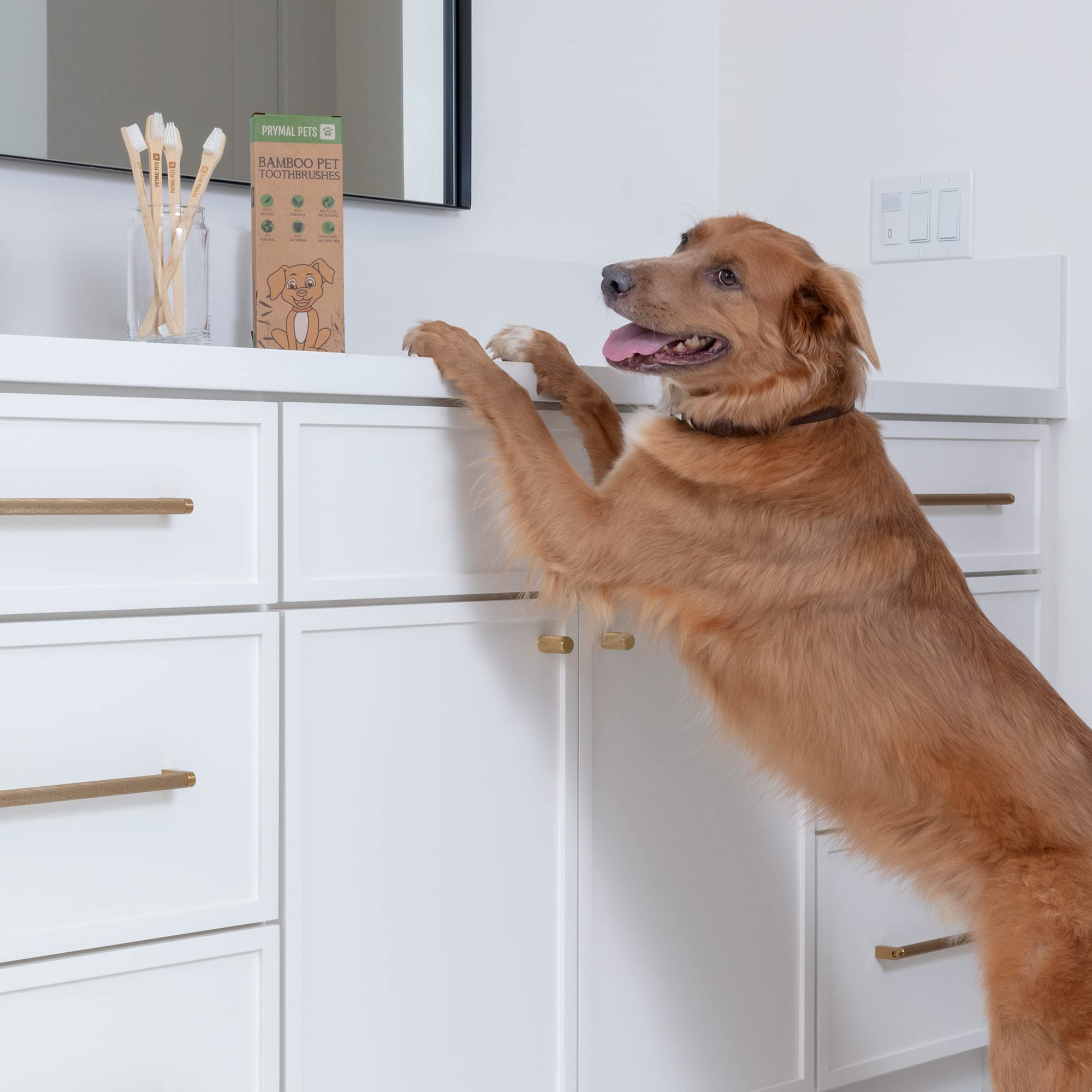 Emballage durable Prymal Pets; option respectueuse de l’environnement.
