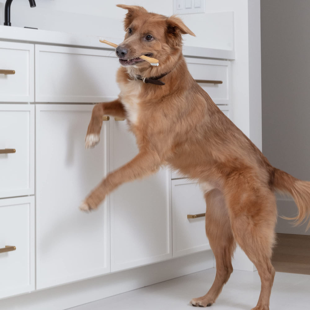 Brosse Prymal Pets; prise en main confortable pendant le brossage.