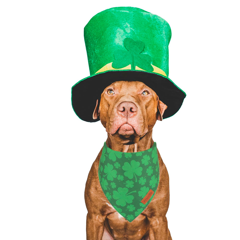 PTDECOR bandana chien Saint-Patrick dos double-face, idéal pour les sorties.