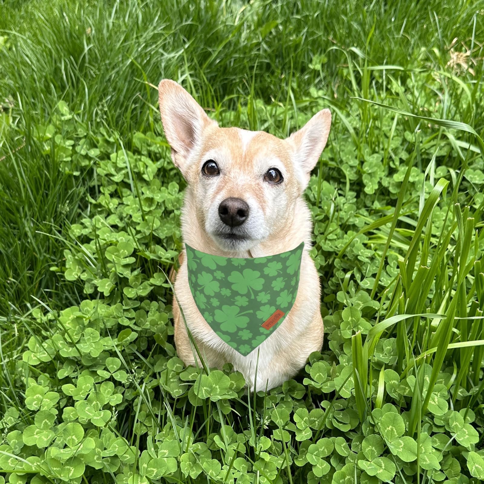PTDECOR Bandana Chien Saint-Patrick réversible vert et noir pour deux styles.