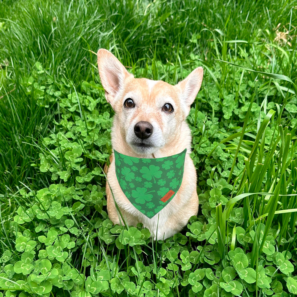 PTDECOR Bandana Chien Saint-Patrick réversible vert et noir pour deux styles.
