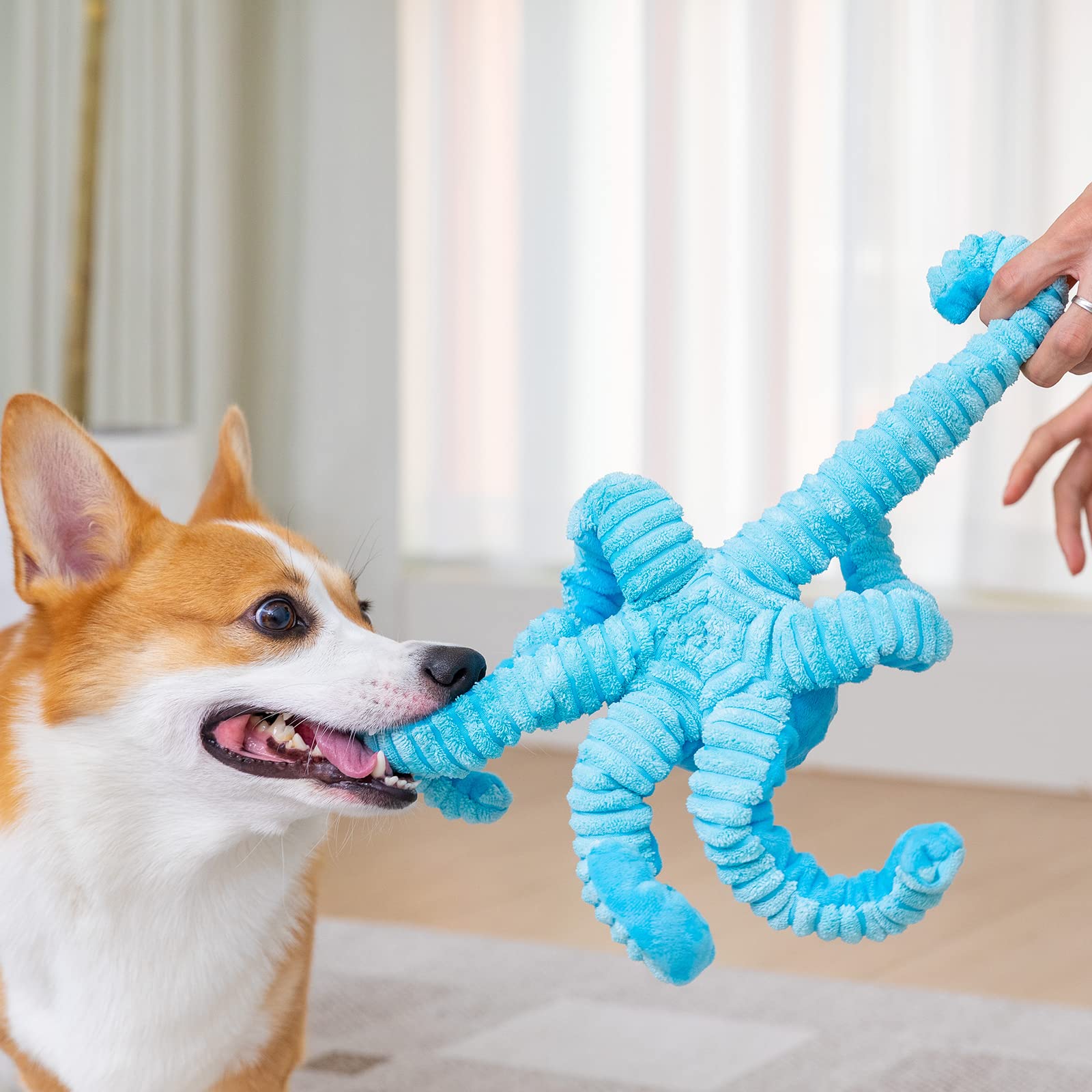 Pubialo Poulpe qui siffle; capte l'attention des chiens actifs.