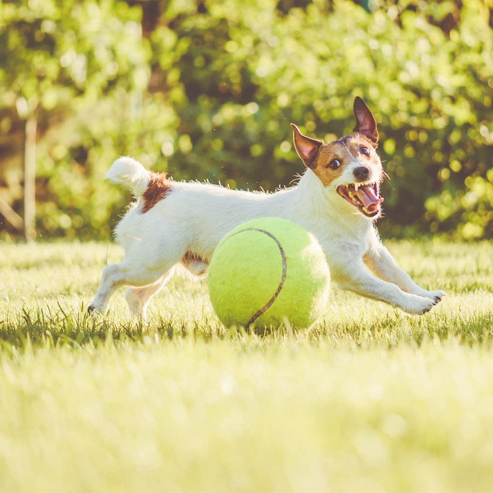 PULEEBO balle tennis large pour jeux intérieurs et extérieurs actifs.