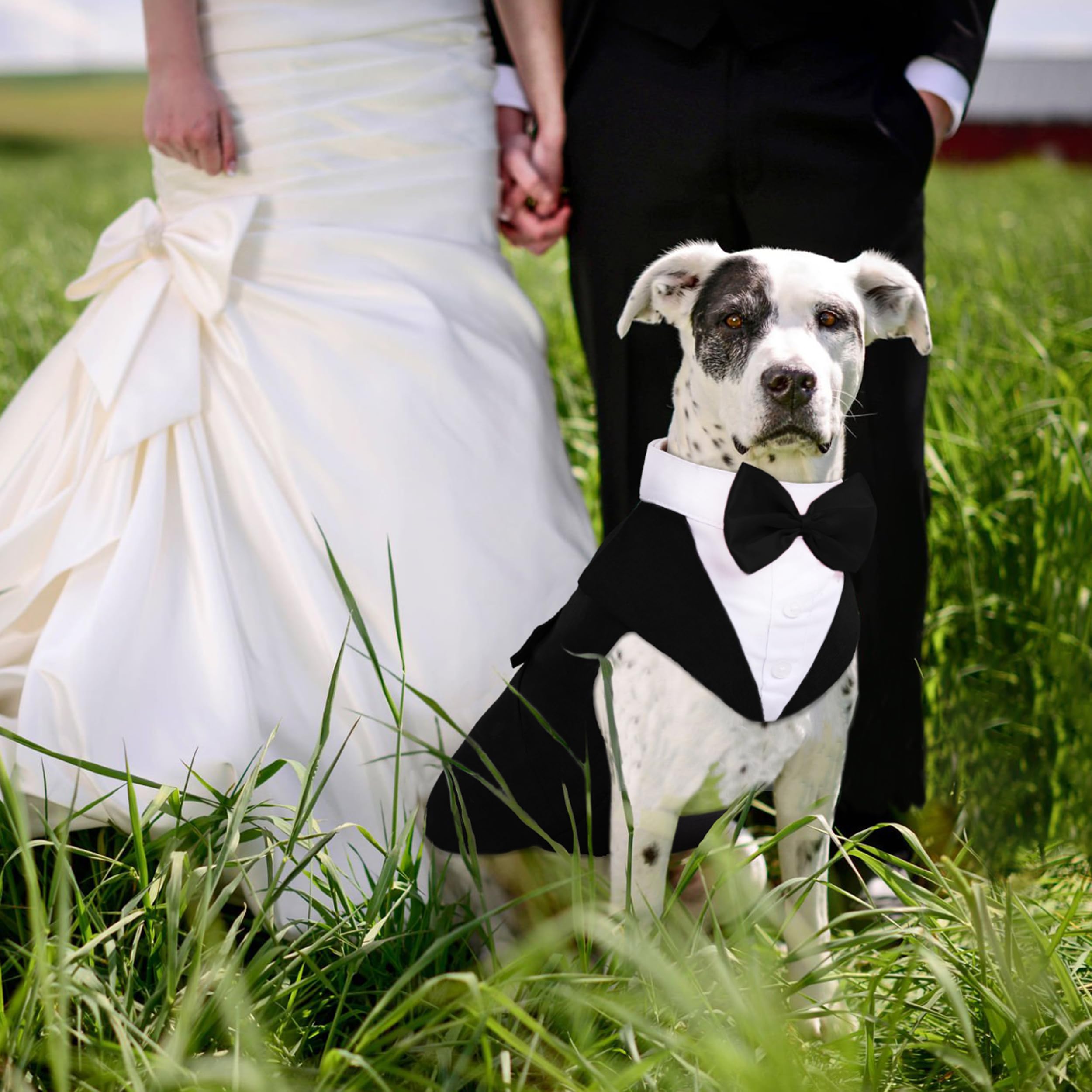 PUMYPOREITY costume chien pour mariages et fêtes, occasions festives.