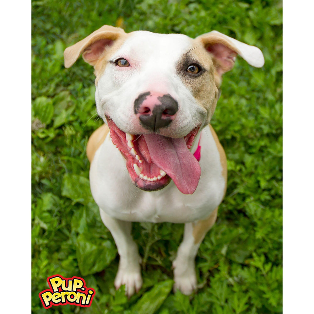 Pup-Peroni Qualité produit: snack quotidien pour récompenser votre chien.