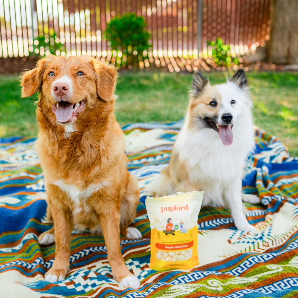 Assiette chien avec Pupford Cheese Crunchies, collation saine et délicieuse.