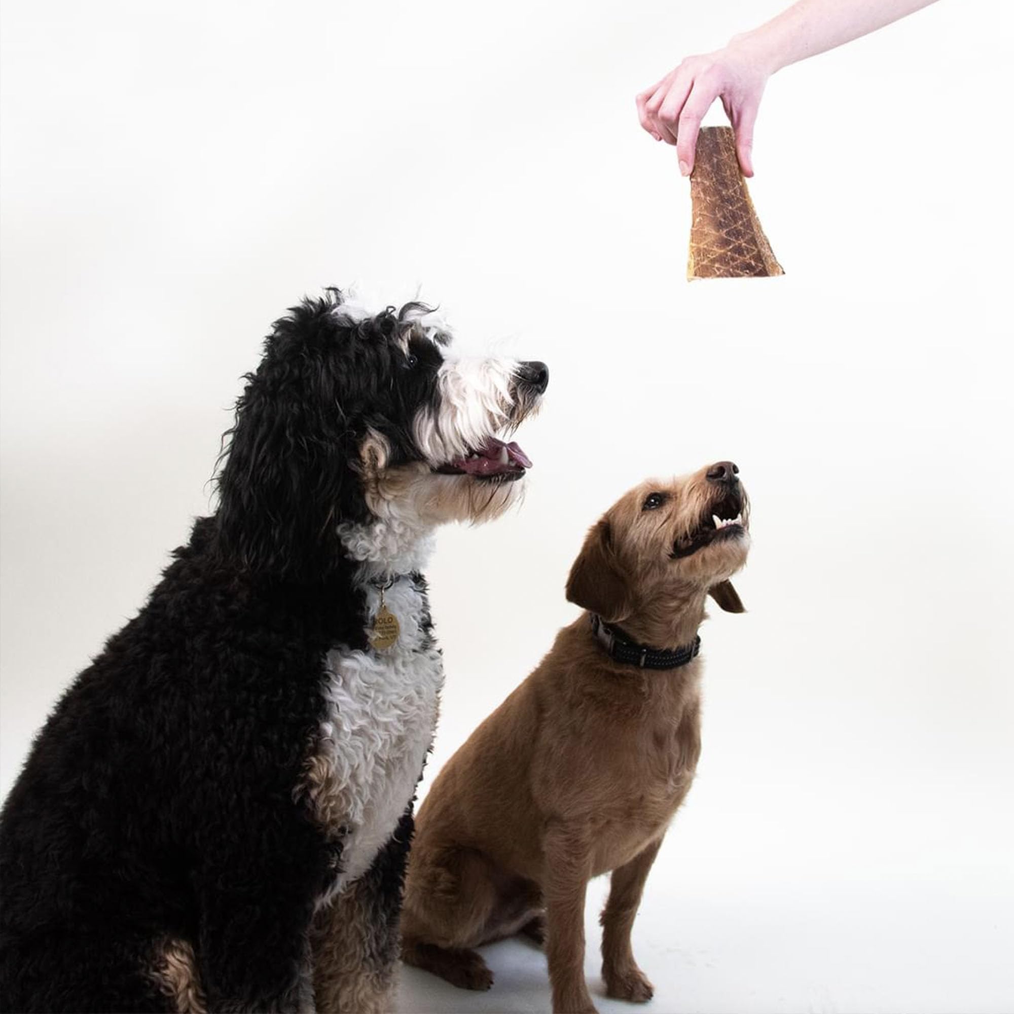 Pupford, proteines essentielles et soin peau et poil