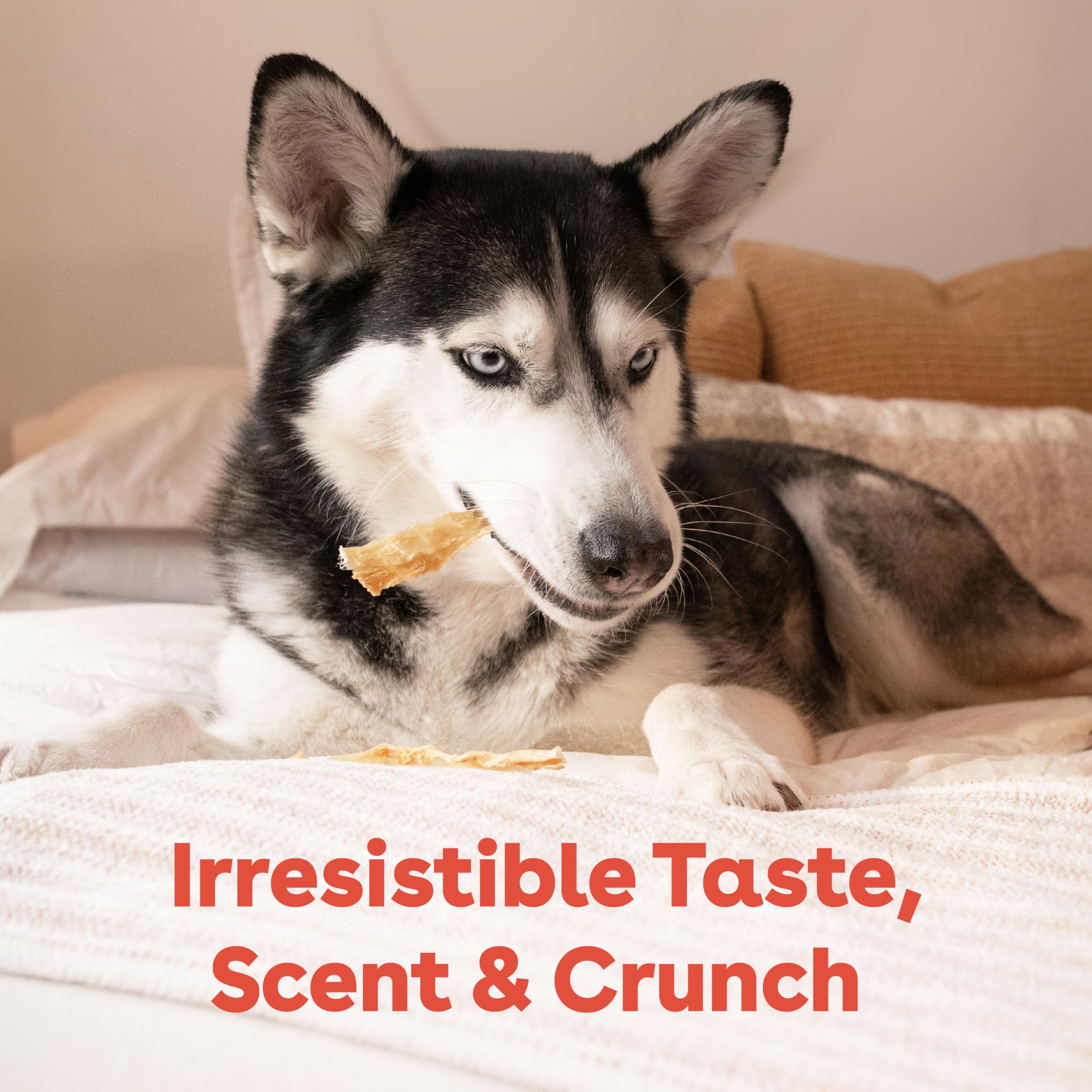 Pupford Tendon de Dinde: sans céréales pour chiens sensibles.