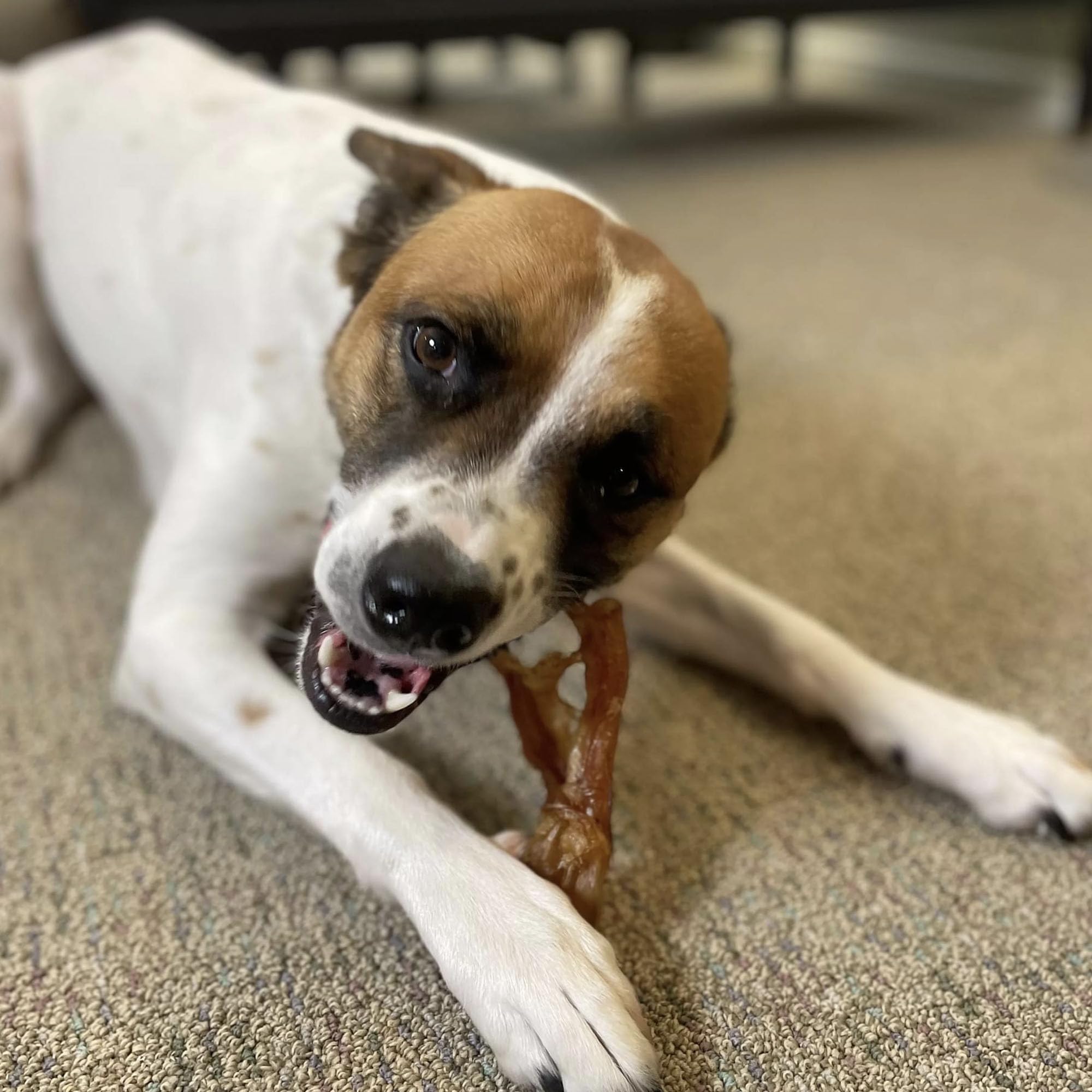 Pupford Tendons de bœuf: soutien pour la dentition des chiots.
