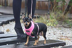 Ceinture poitrine ajustable Puppia rose, offre un ajustement sûr et personnalisé.