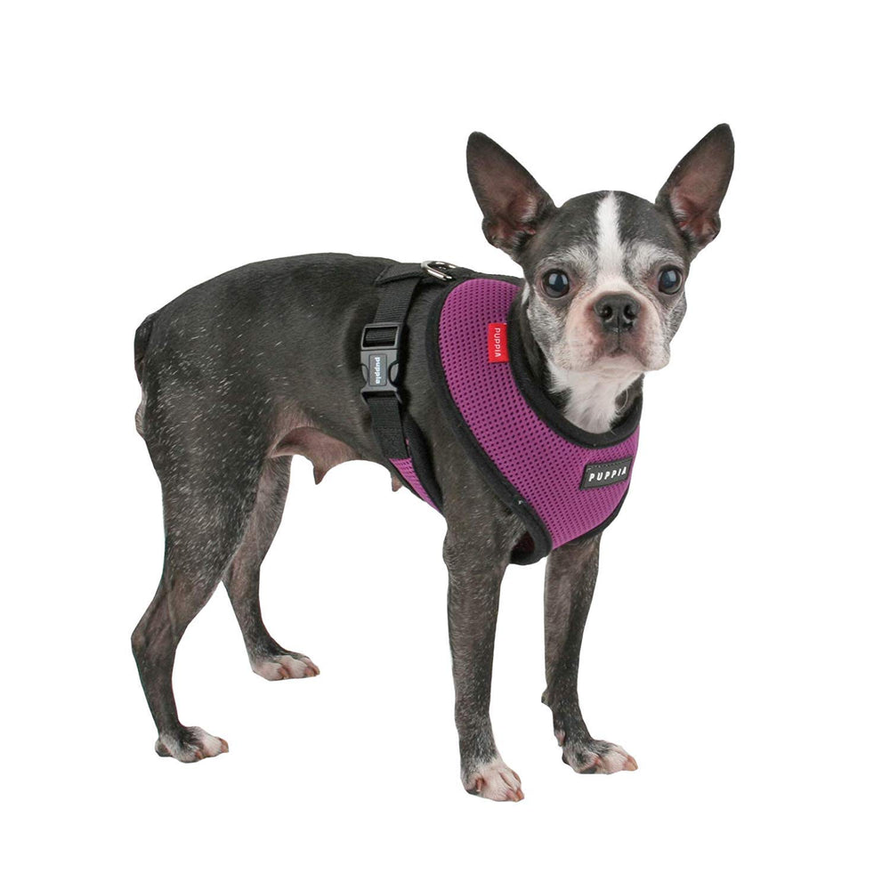 Harnais Puppia douceur encolure rembourrée, violet, confort lors des promenades.