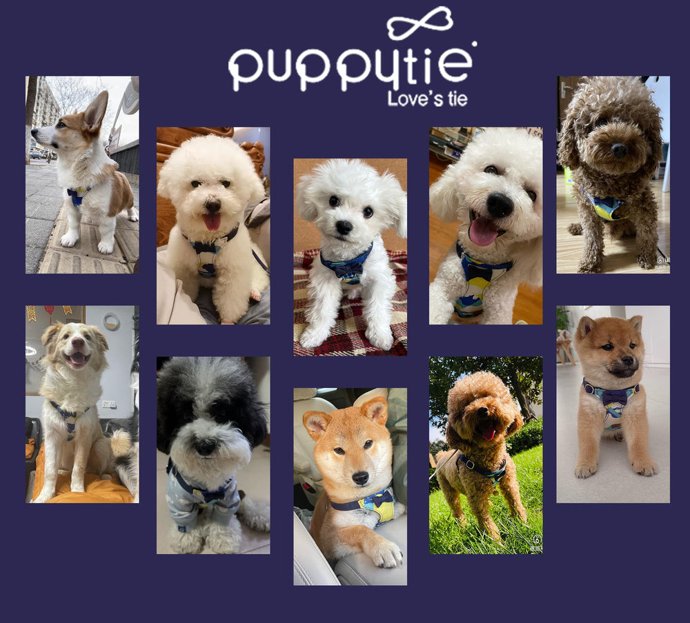 Emballage cadeau Puppytie et service client dédié pour une expérience sans souci.