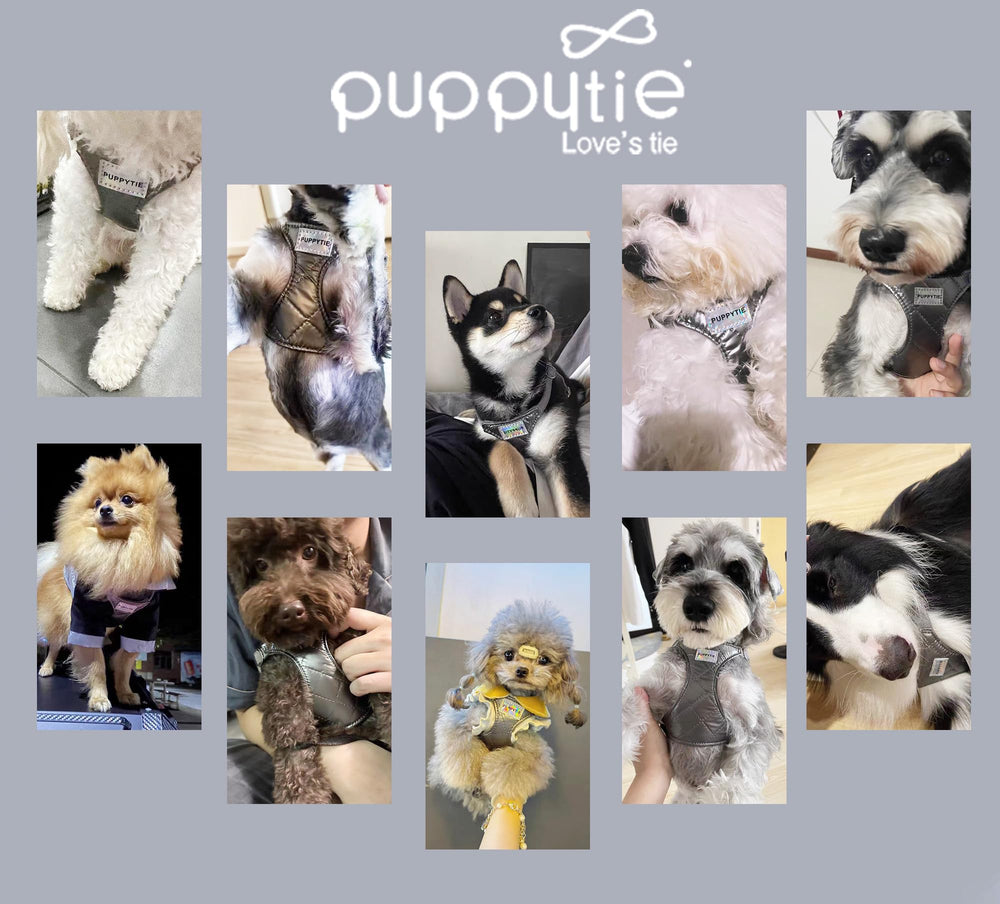 Harnais Puppytie en action lors de balades en ville.