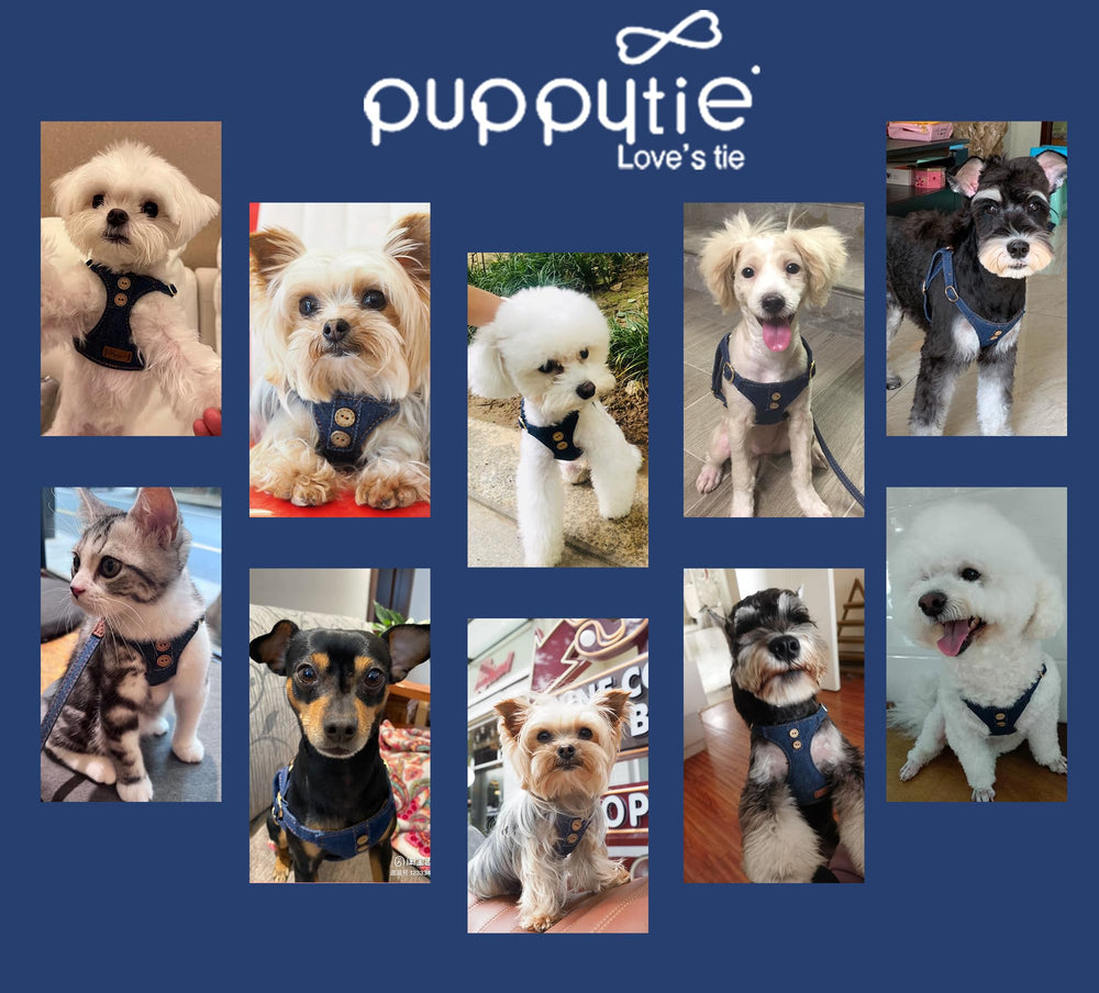 Harnais léger Puppytie pour petit chien, port confortable et mobilité accrue.