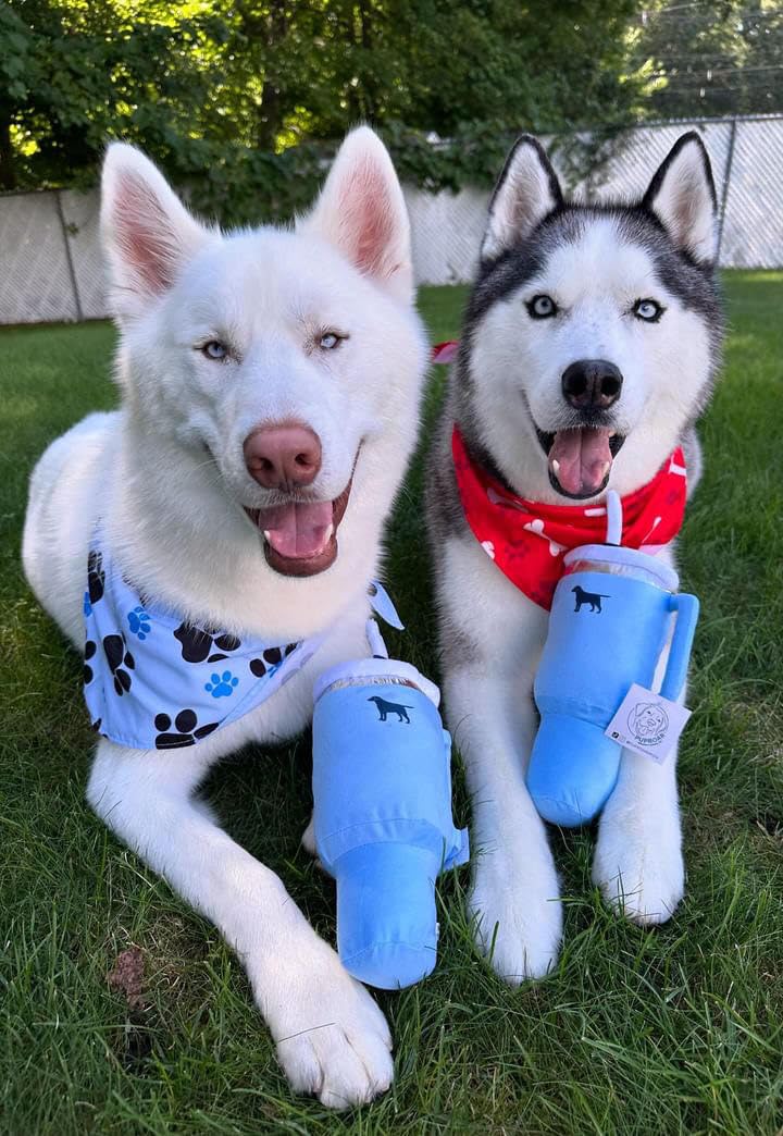 PUPROAR Pup Cup peluche avec couineur, pour lancer et réconforter votre chien.