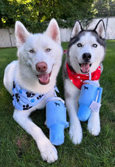 PUPROAR Pup Cup peluche avec couineur, pour lancer et réconforter votre chien.