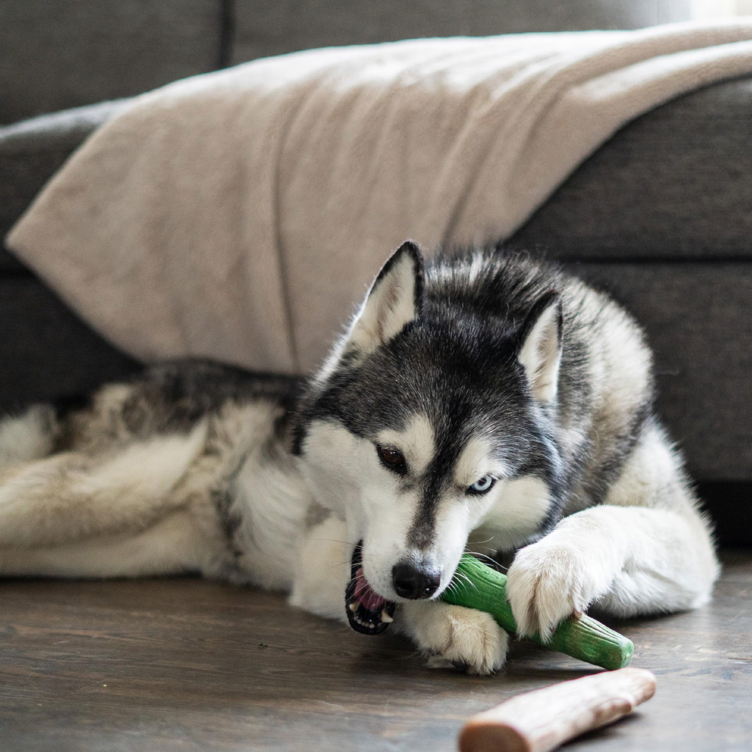 Pupstages Dogwood exterieur-usage: parfait pour sorties et jeux dehors