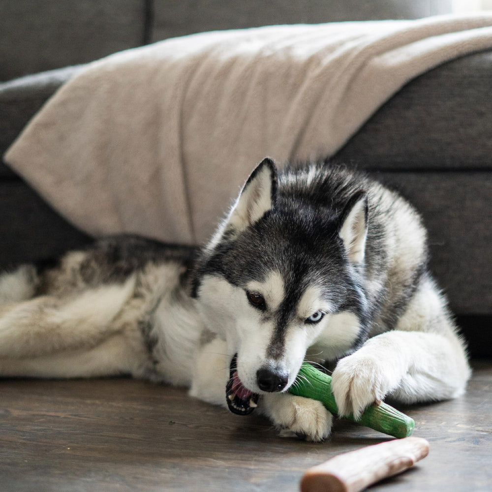 Pupstages Dogwood exterieur-usage: parfait pour sorties et jeux dehors