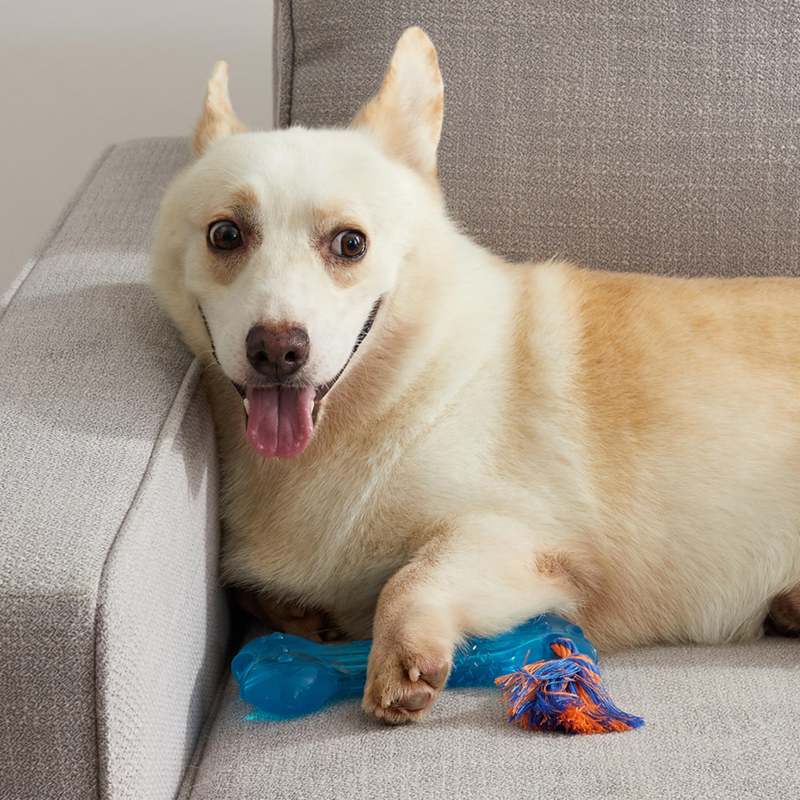 Dispositif interactif pour chiens actifs avec Orka Bone.