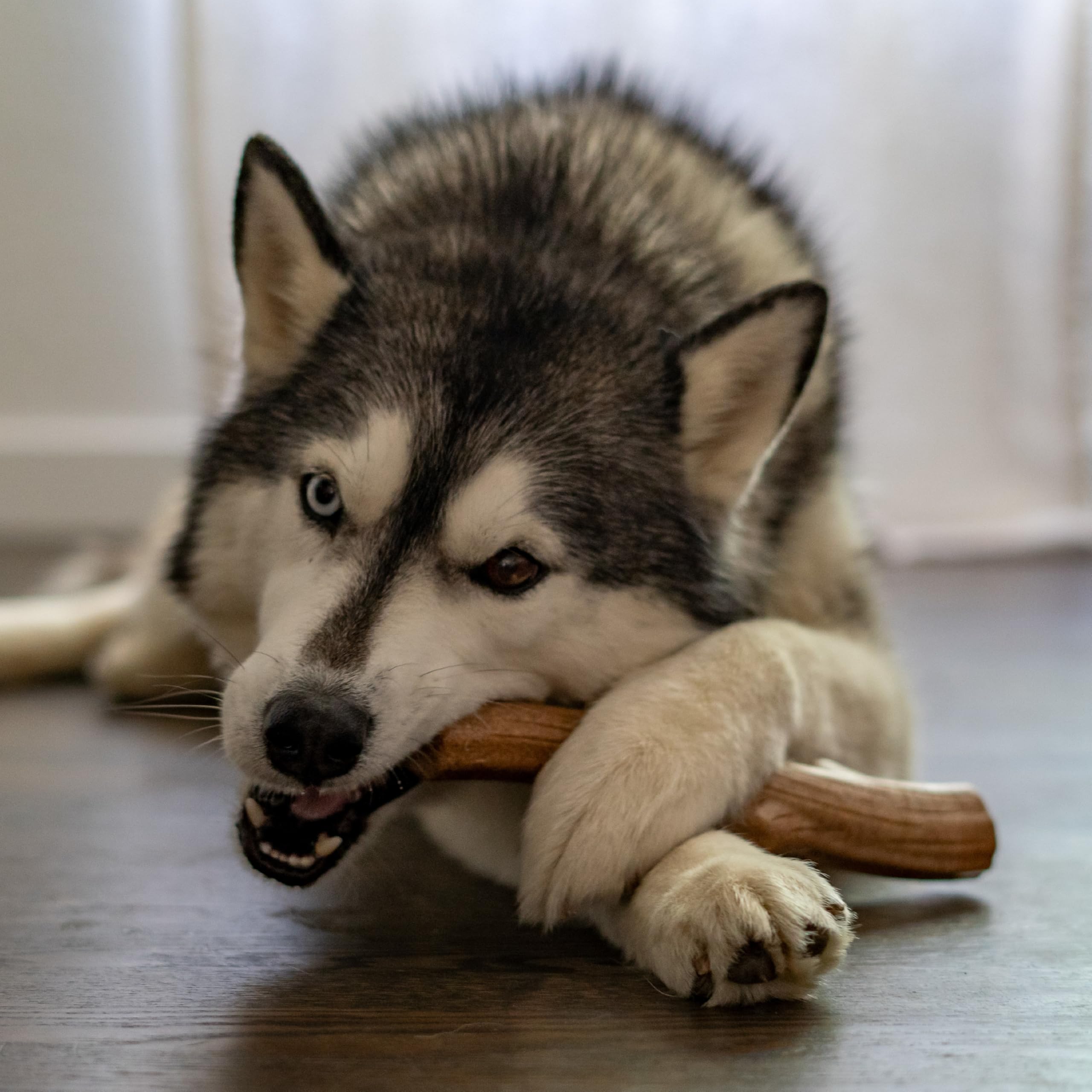 Pupstages Super Dogwood: variantes de saveurs et formes pour chiens actifs
