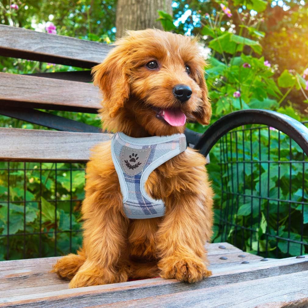 Ensemble harnais-collier-laisse PUPTECK bleu pour chien et chat