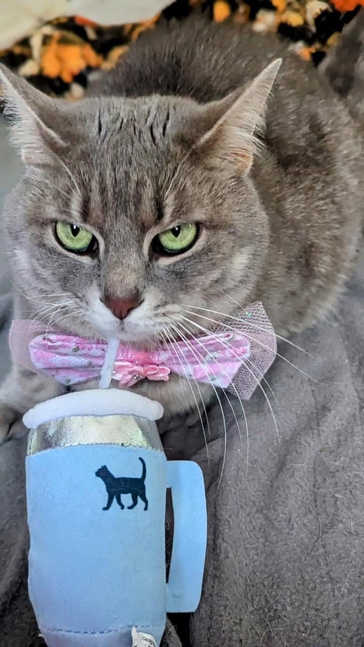 Jouet Kitty Cup de PUPROAR, peluche douce et herbe à chat pour chaton.