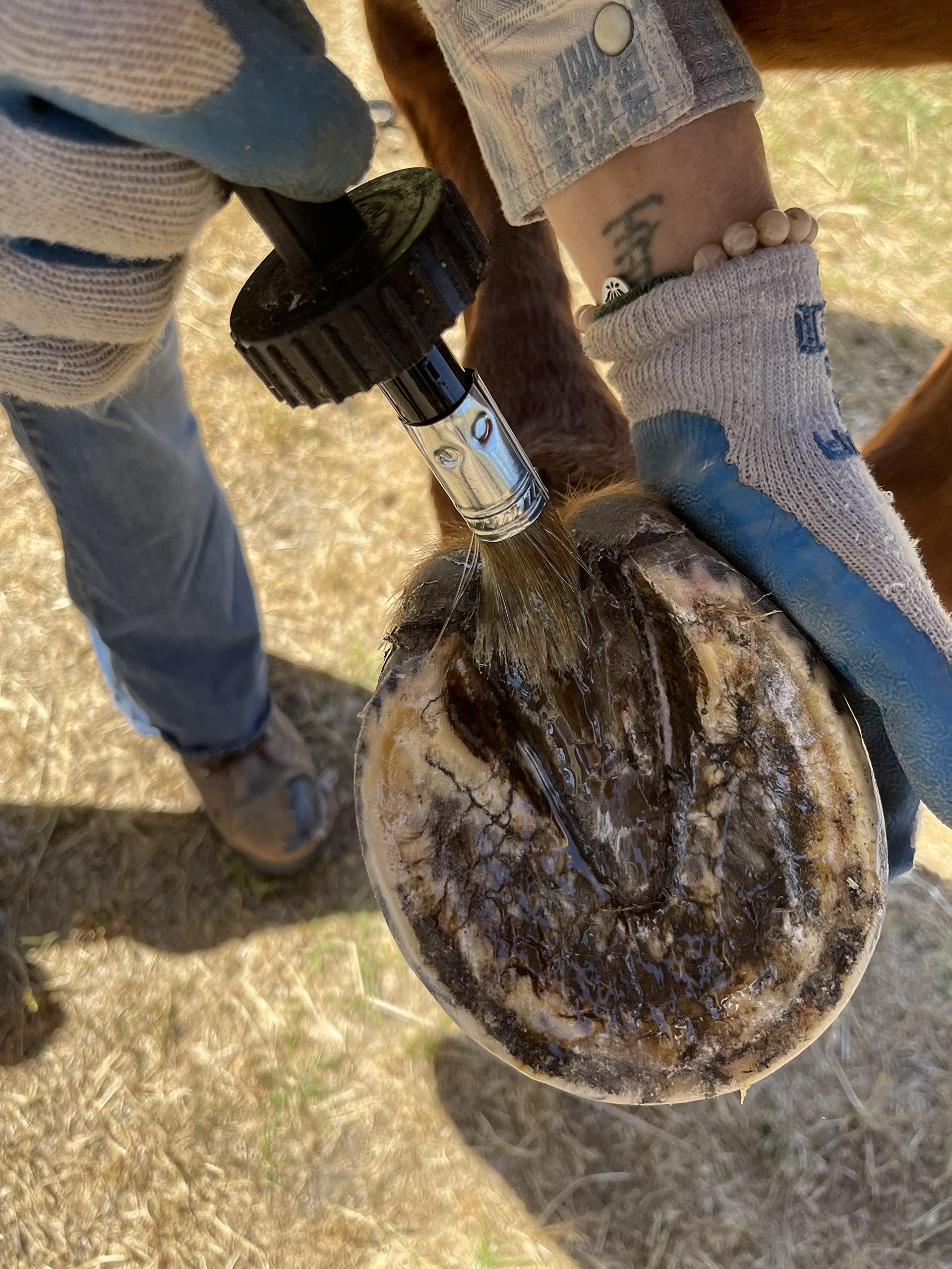 Pure Sole huile-sabot cheval dans le box prêt pour les soins.
