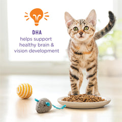 Purina Kitten Chow avec DHA pour cerveau et vision en croissance