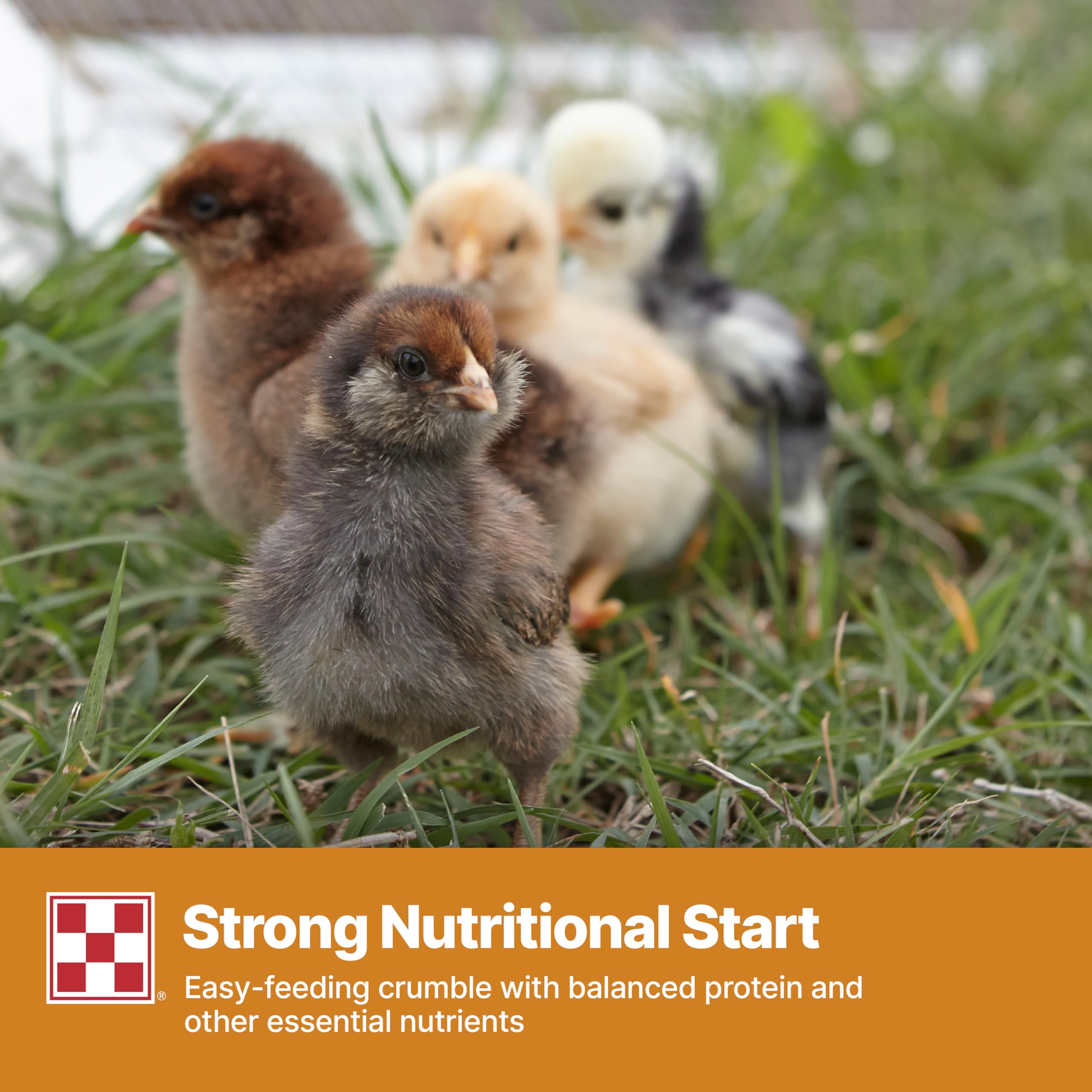 Purina Start and Grow, bec et pattes colorés, apparence saine des poussins.