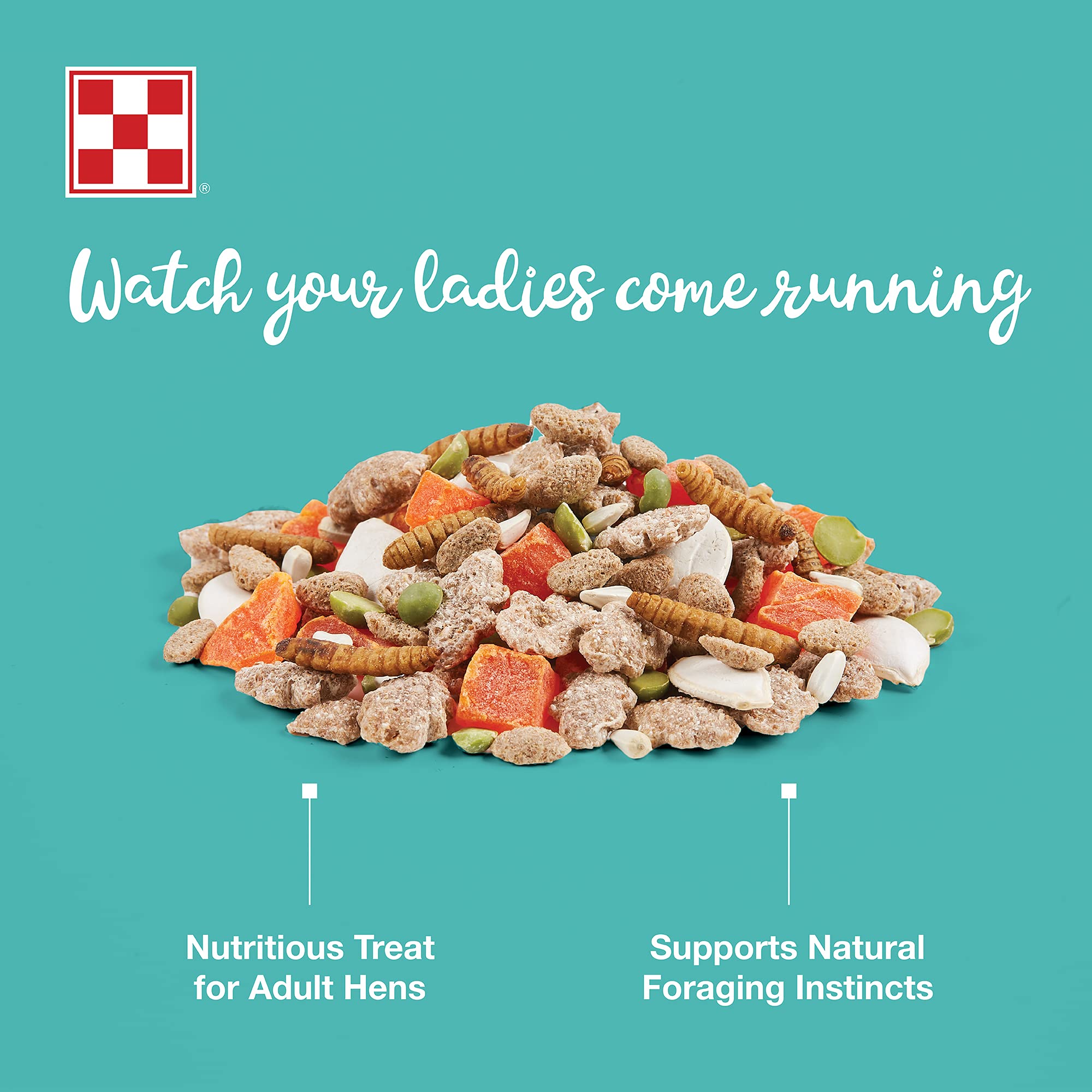 Purina Farm to Flock: poules en bol dégustant une friandise protéinée