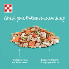Purina Farm to Flock: poules en bol dégustant une friandise protéinée