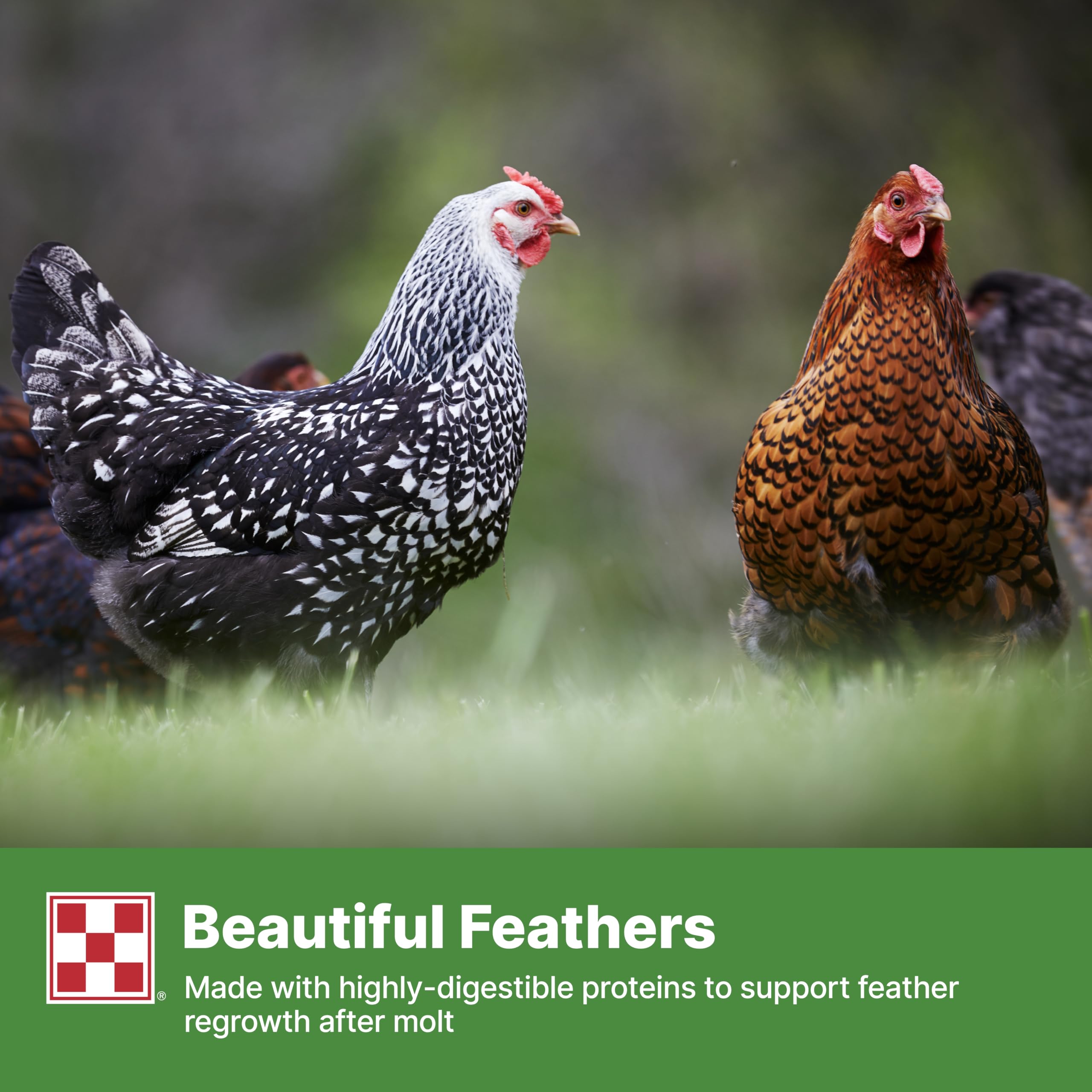 Purina Flock Raiser, volailles avec bec et plumes plus colorés