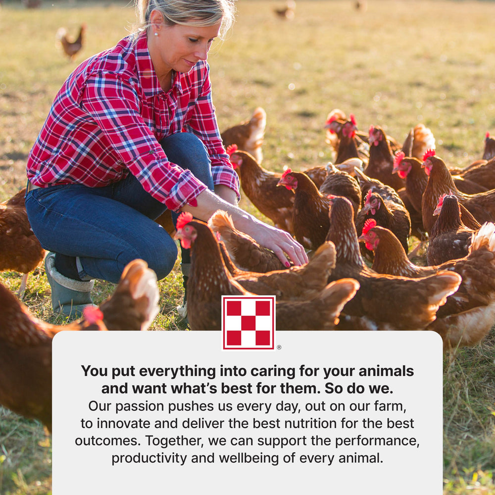 Purina Flock Raiser utilisation démarrage et croissance pour diverses volailles