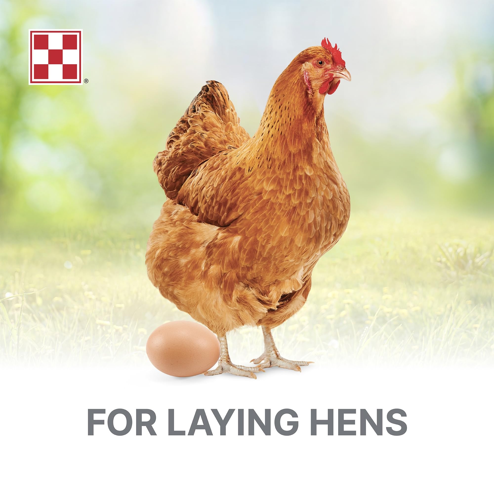 Purina Layena Pellets étiquette lisible dévoile protéines et minéraux.