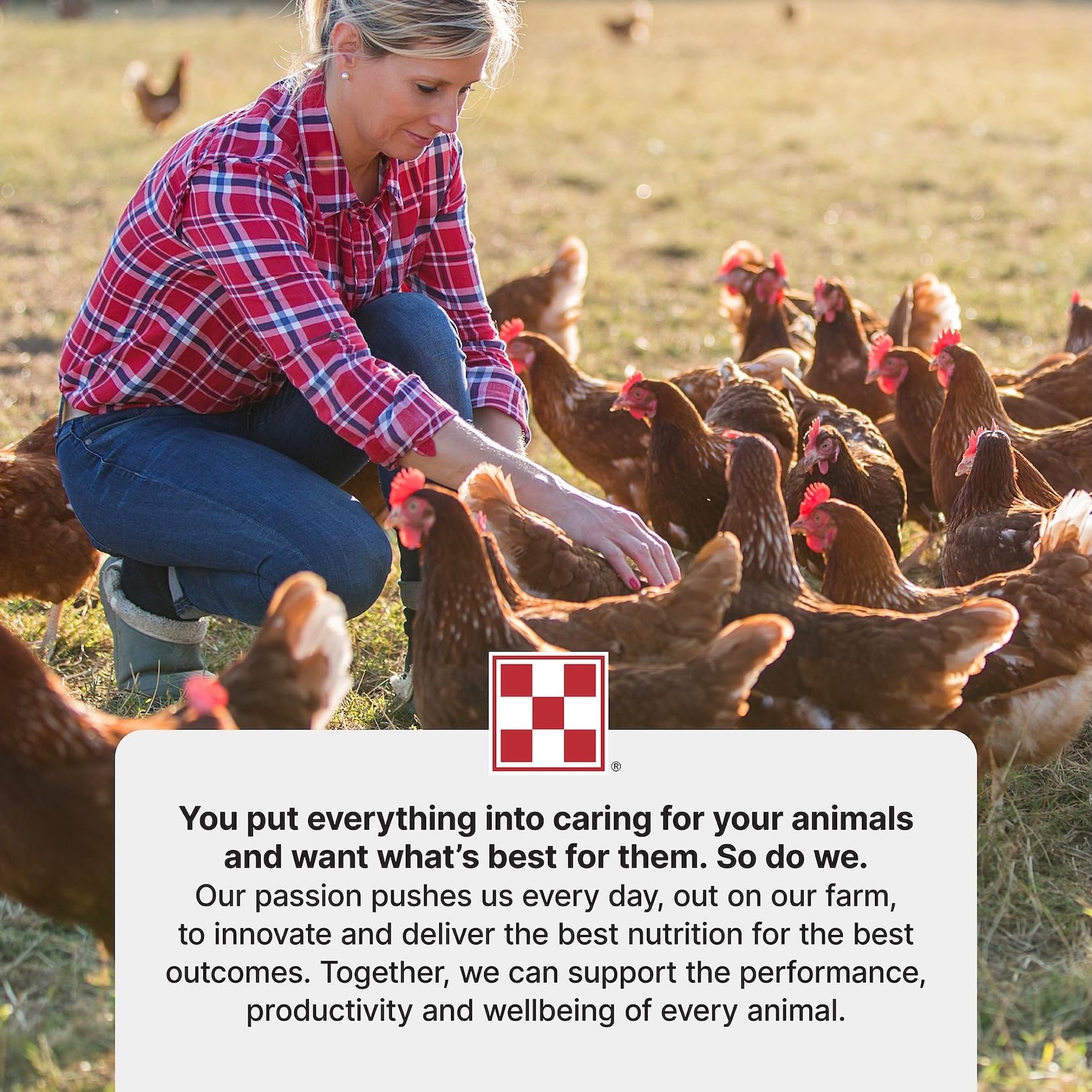 Purina Layena Pellets utilisation quotidienne dans le poulailler.