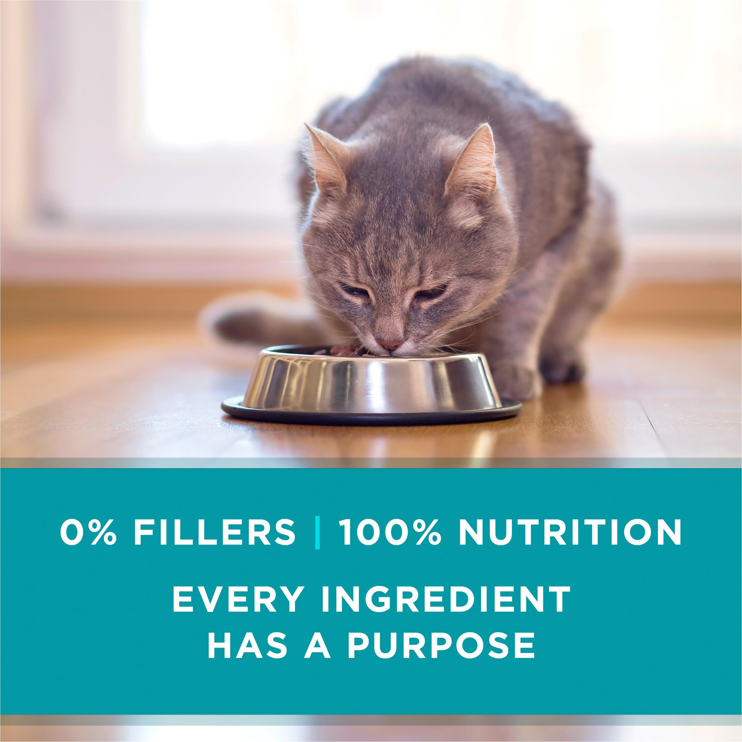Antioxydants Purina ONE pour le soutien du système immunitaire du chat.